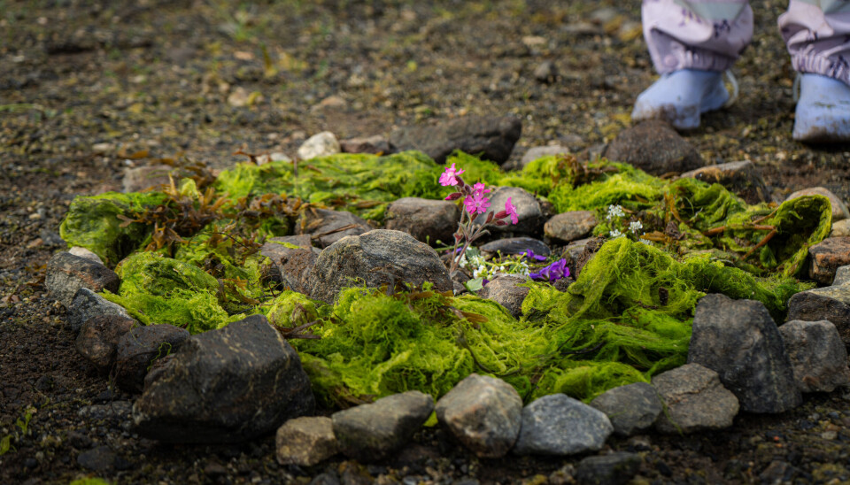 Sjøgress, steiner og fargerike blomster blir til kunstverk på stranda.