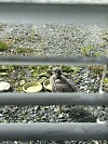 Ung fugl sitter på grus bak horisontale metallstenger, ved siden av to lyse skåler.